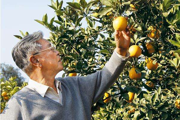 褚時(shí)健在他的果園！